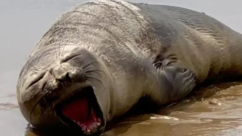 Elefante-marinho-do-sul é resgatado debilitado na Praia da Aruana, em Aracaju