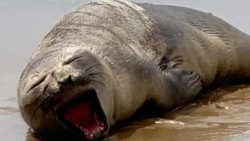 Elefante-marinho-do-sul é resgatado debilitado na Praia da Aruana, em Aracaju