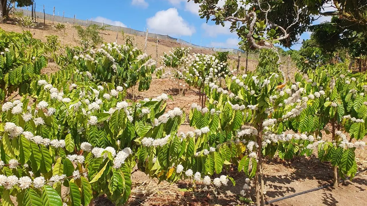 Café amazônico com produção 4 vezes superior ao Arábica entra em teste na Serra da Ibiapaba