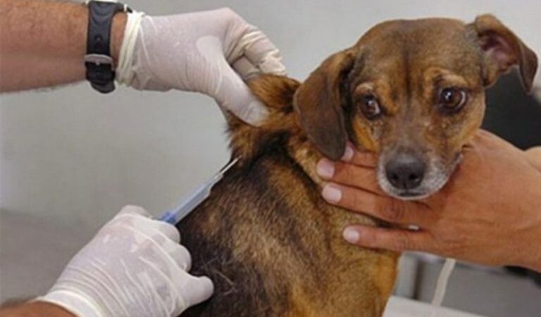 Rota Pet Paraíba leva serviços de cuidado e proteção animal ao município de Araruna neste sábado