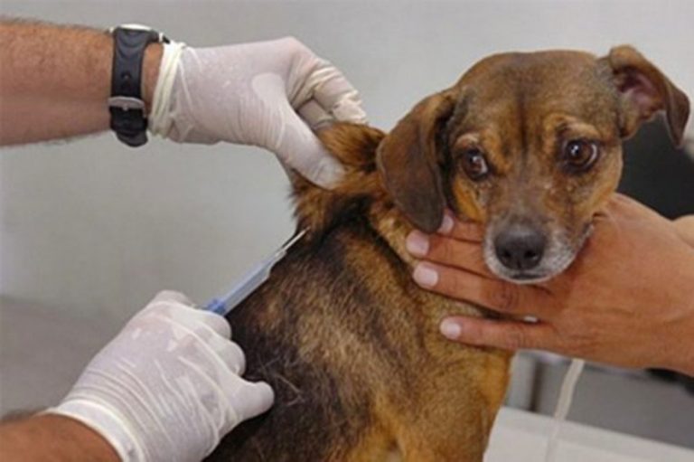 Rota Pet Paraíba leva serviços de cuidado e proteção animal ao município de Araruna neste sábado