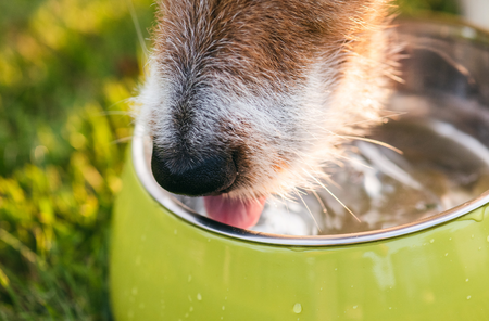 Frio não diminui a importância de beber água: saiba como manter seu pet bem hidratado no inverno