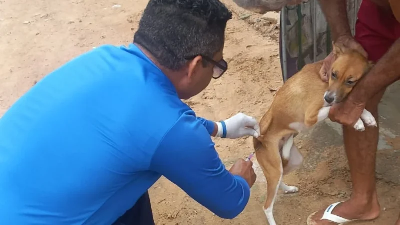 Campanha antirrábica reforça vacinação anual de cães e gatos em Natal